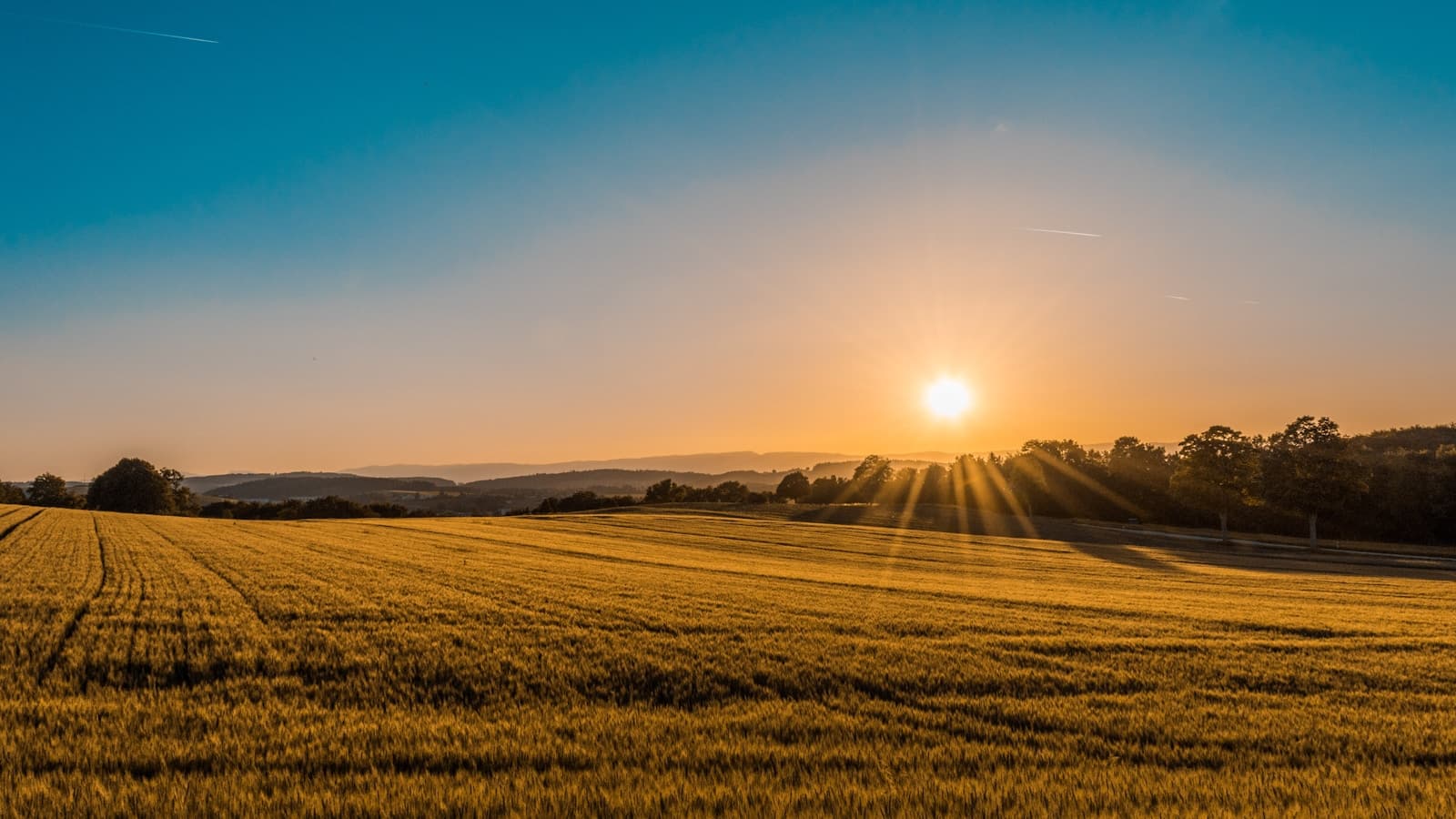 Wheat fields of South Dakota at sunset
