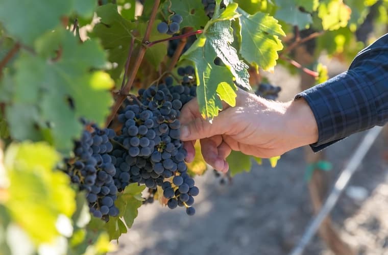 Jerry Lohr tasting wine under the iconic oak trees
