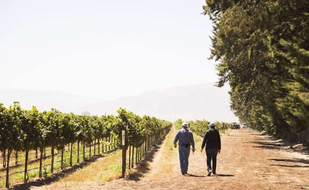 Highlands Bench Vineyard