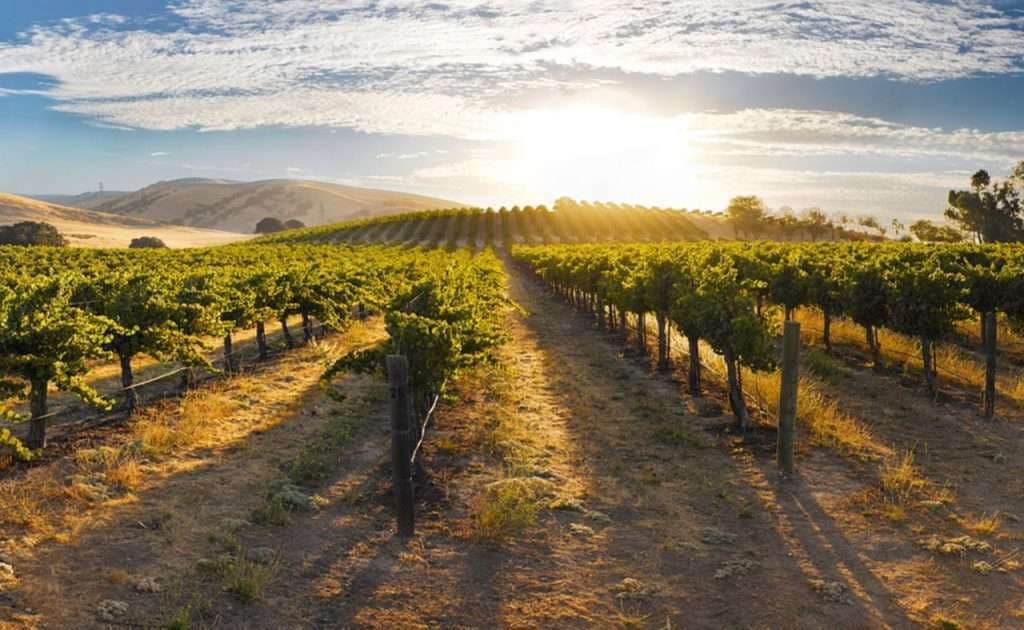 Fog's Reach Vineyard
