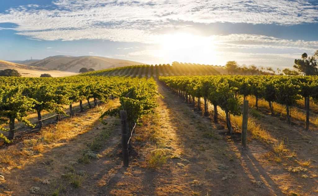 Fog's Reach Vineyard