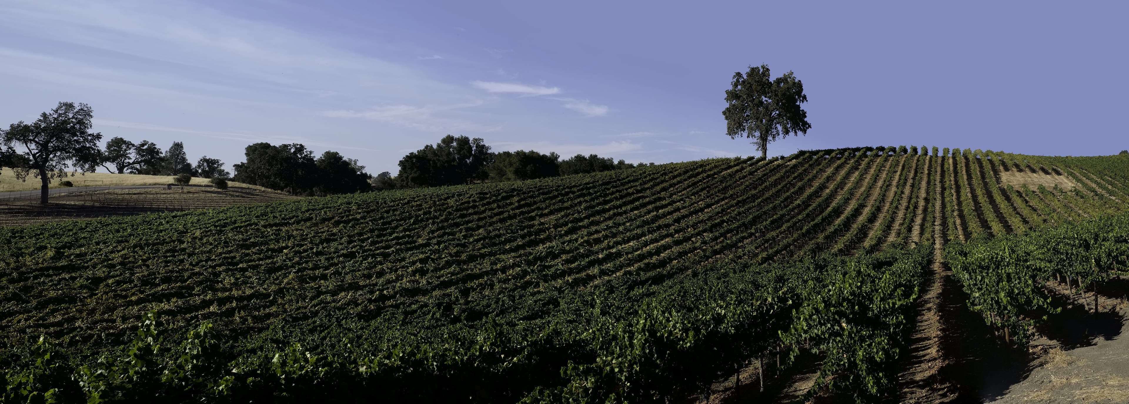 F&G Vineyard