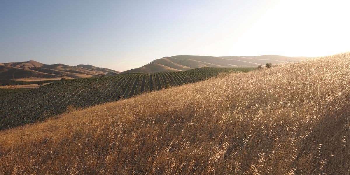 Hilltop Vineyard