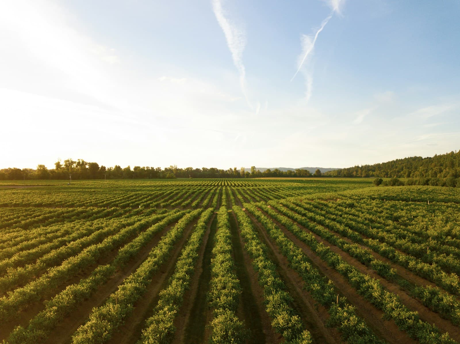 Young vineyard rows in Monterey County