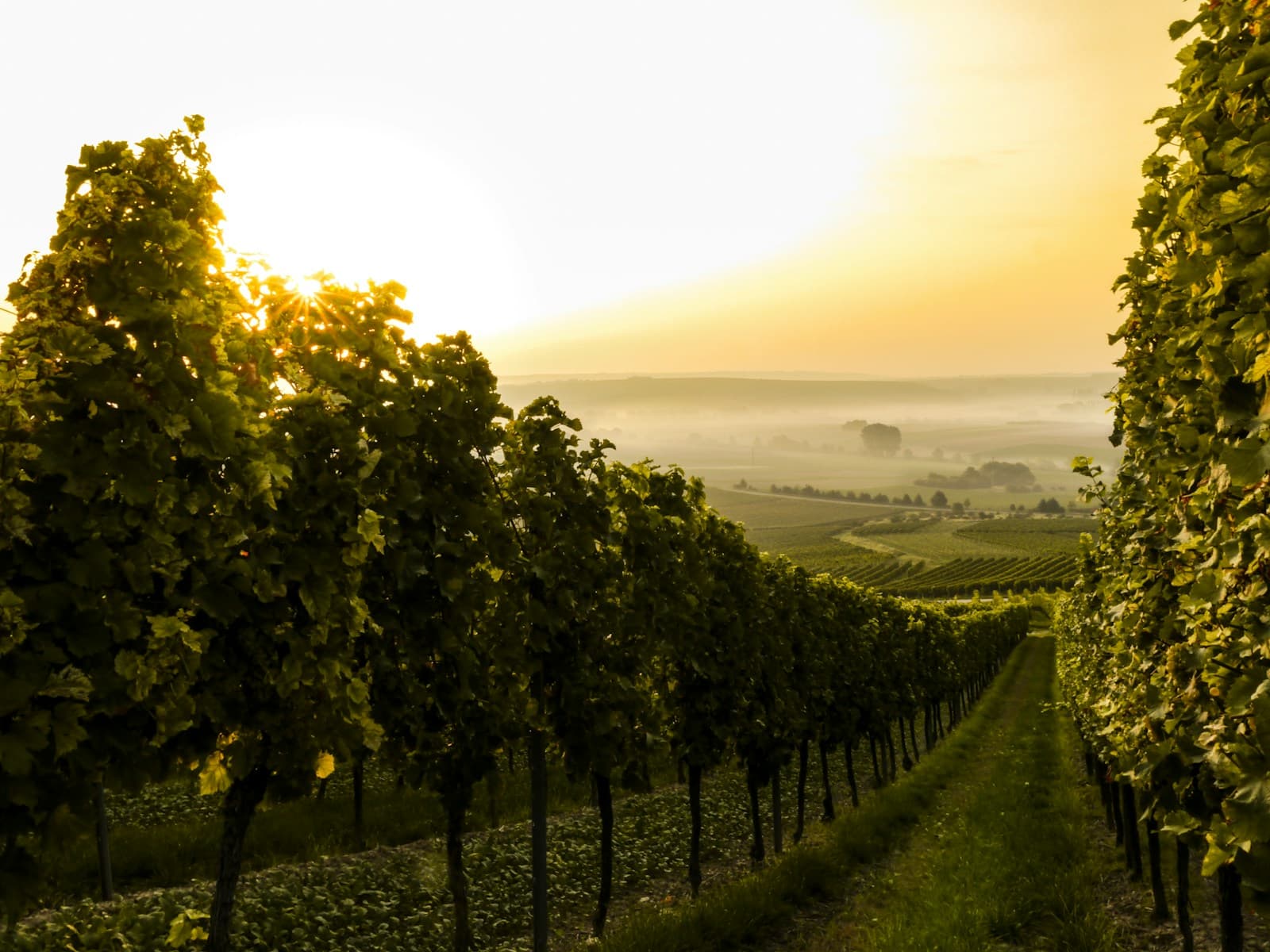 J. Lohr vineyards at sunset